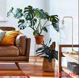 在澳洲生活，幫你盤點(diǎn)那些省時(shí)又省錢的家居實(shí)用好物